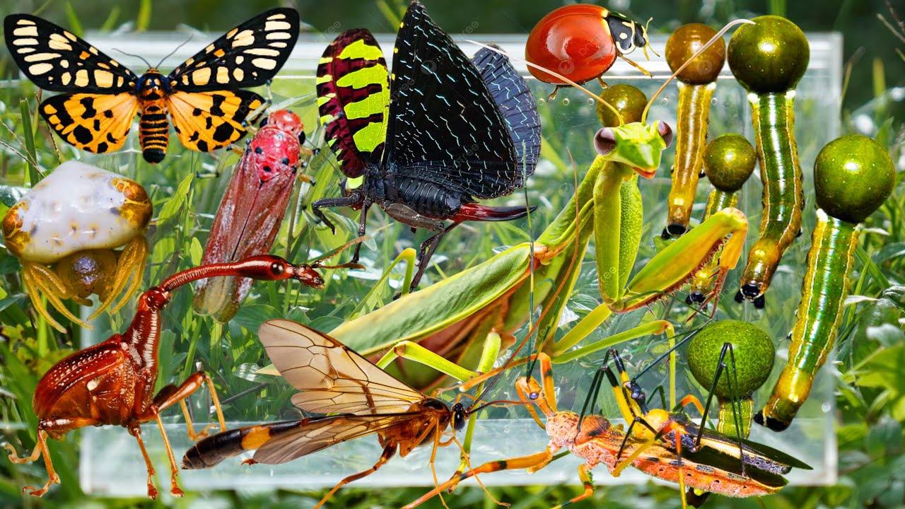 Wild Insect Hunting: Giant Praying Mantis, Ball-Headed Caterpillars, Weird Grasshoppers & More