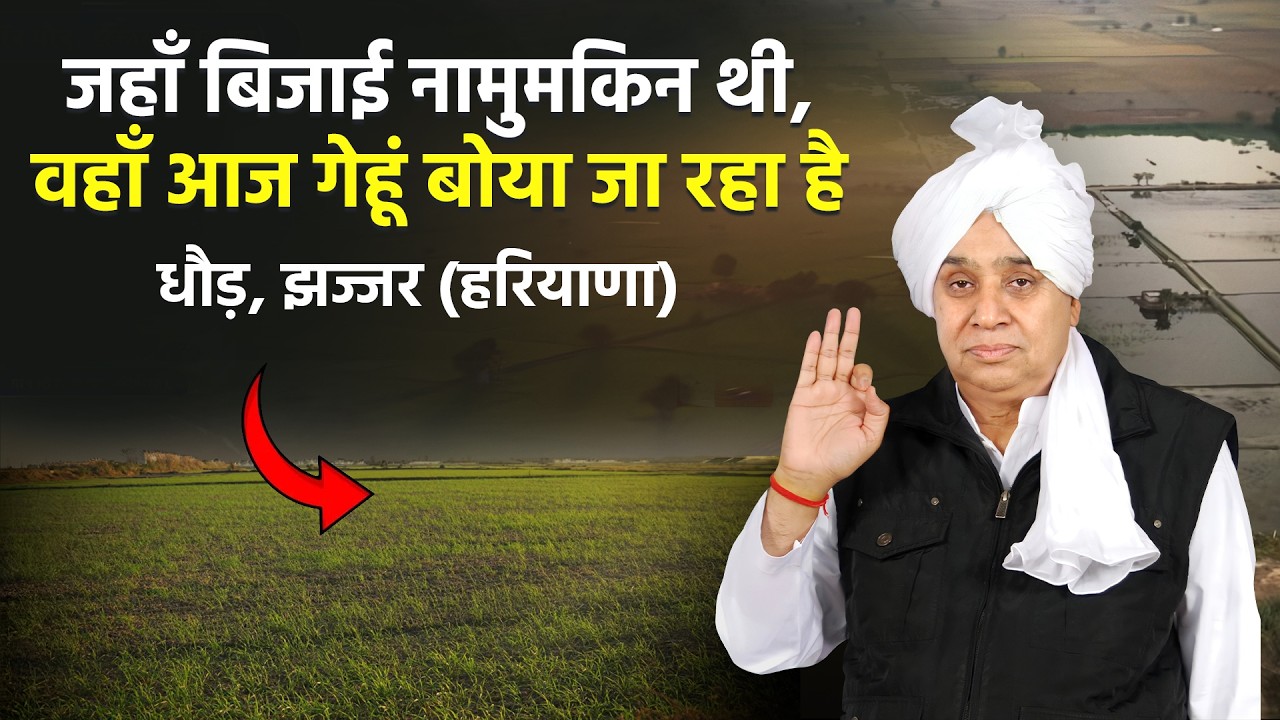 गांव धौड़, झज्जर (हरियाणा) में 500-700 एकड़ जमीन पर पहली बार बिजाई संभव हुई है। SA News Channel