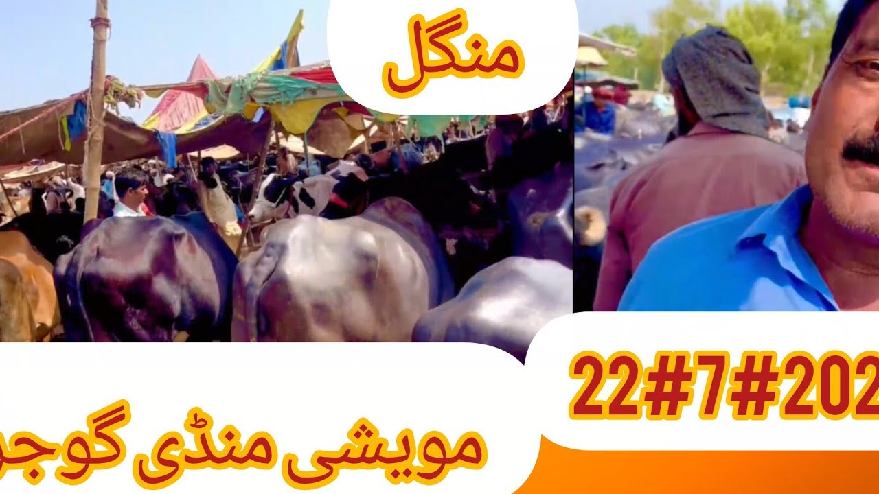 Animal#Mandi#Gojra#22#7#2025#Mangal