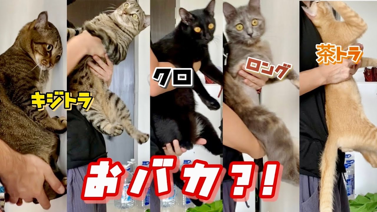 【猫との暮らし】雑種猫はおバカ？！元野良猫の底力