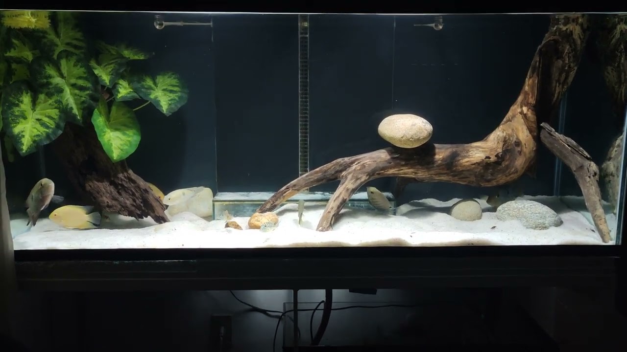 Aqu&aacute;rio 450L- Cicl&iacute;deos Amaz&ocirc;nicos