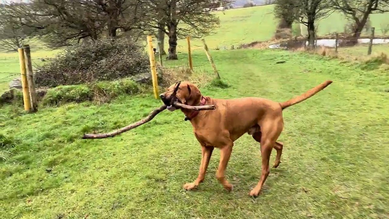 Beautiful walk with Hugo and his very large stick. POV walk, gentle relaxation video, nature sounds.