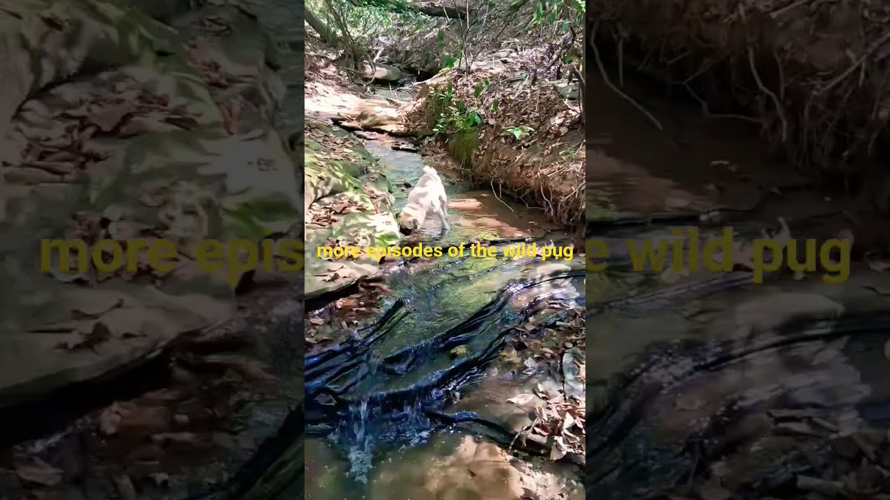 the wild pug in the creek #music  #pug #mypug #foryou #puglife #speakpug #speakpug #funny #