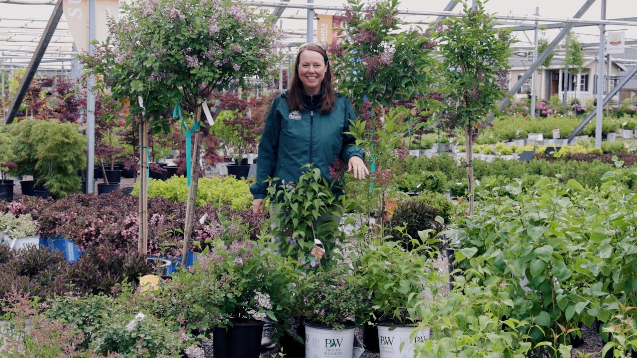 PETITTI Lilac Spotlight | Grow For Deer Resistance, Pollinators, and Fragrant Flowers