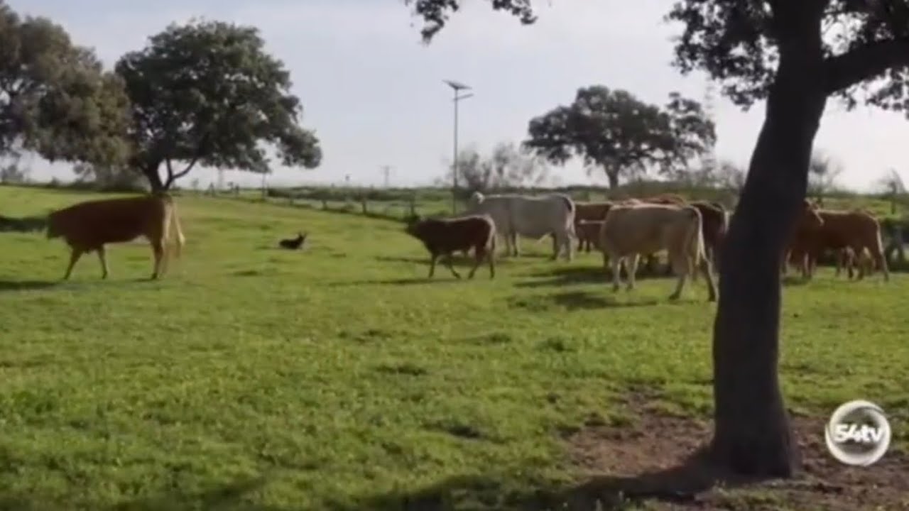 El perro pastor con vacas de carne