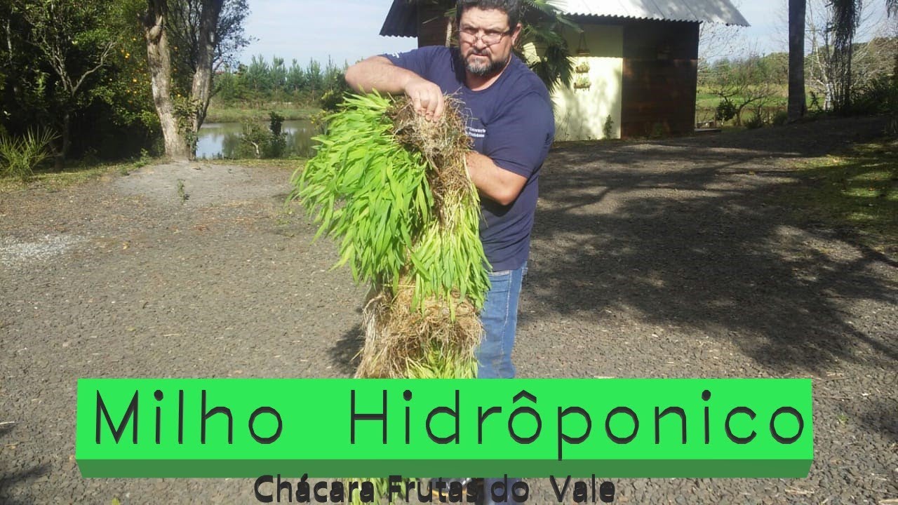 Viver na Chácara - Alimentação para porcos / Milho hidropônico PARTE 1