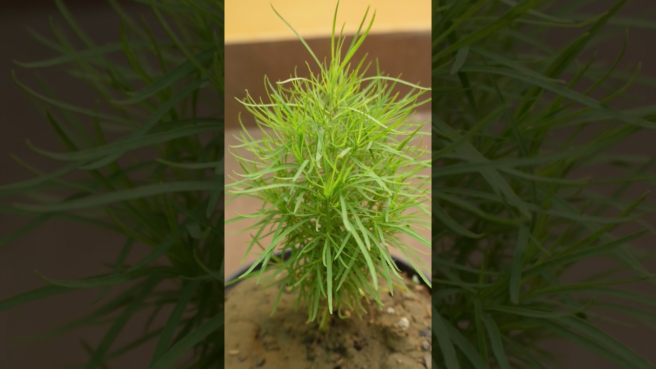 Kochia Plant #kochia #bassia #summerplant