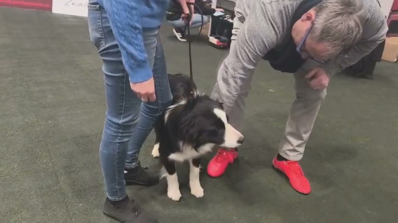 145 Graceful Girl from Zafa Flame