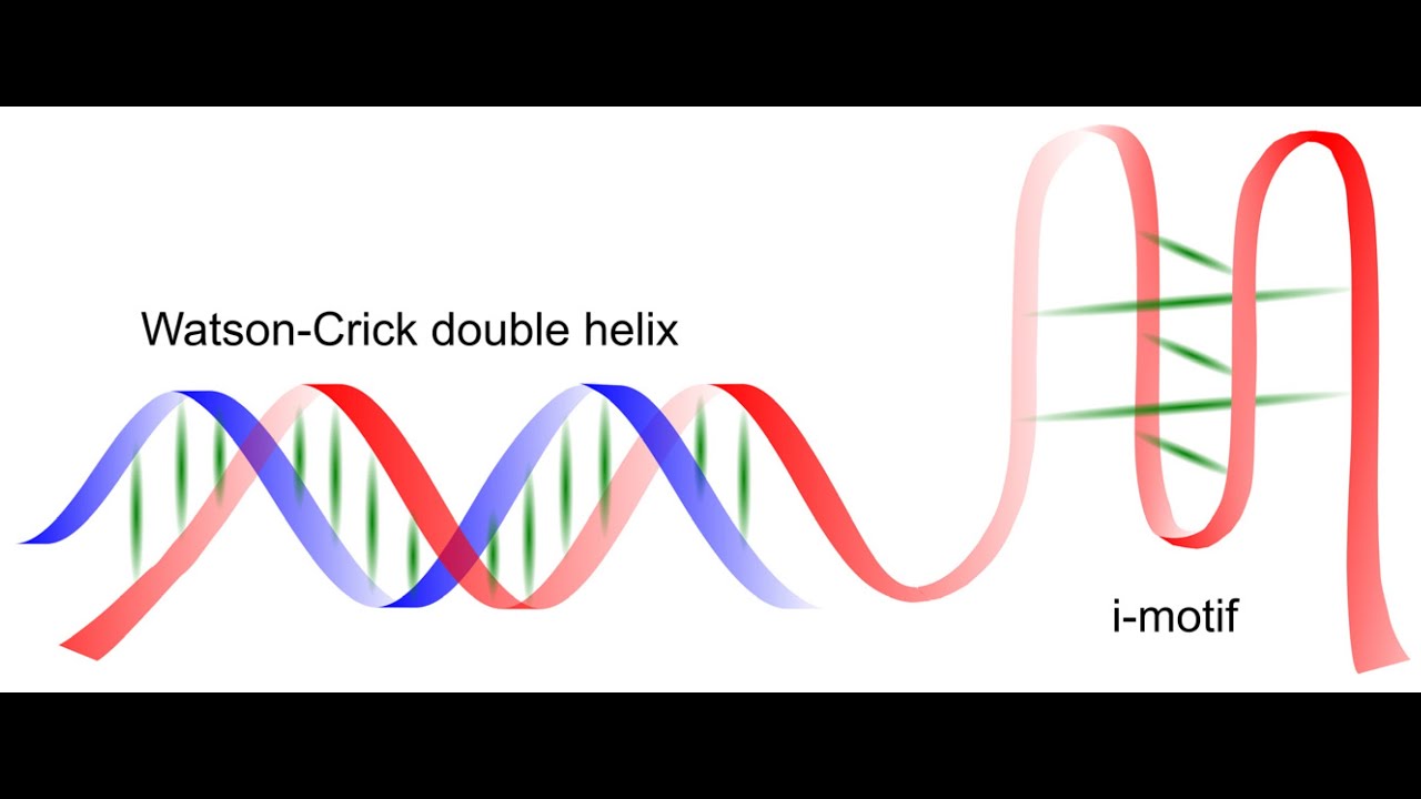 i Motif DNA
