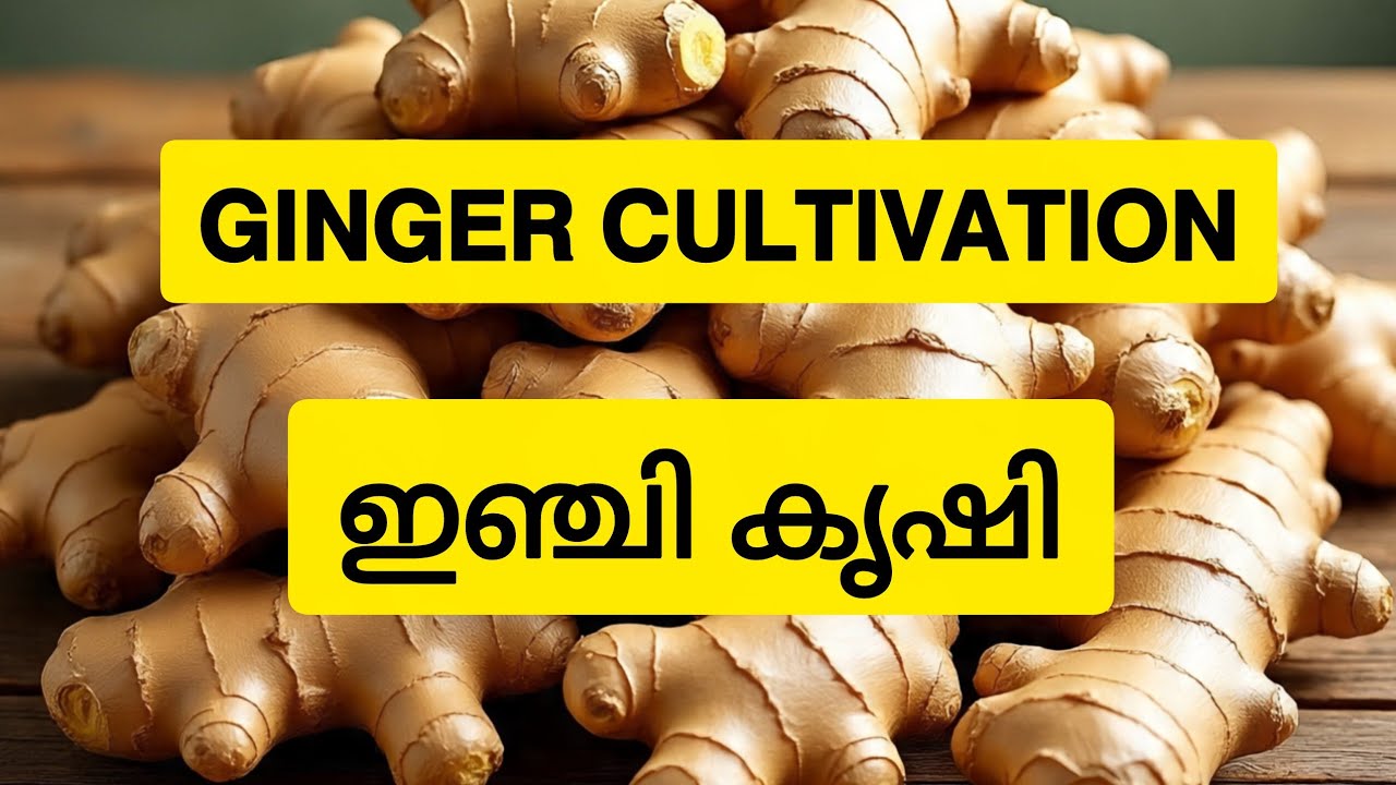 𝗚𝗜𝗡𝗚𝗘𝗥 𝗖𝗨𝗟𝗧𝗜𝗩𝗔𝗧𝗜𝗢𝗡, ഇഞ്ചി കൃഷി #agriculture #ginger #method 