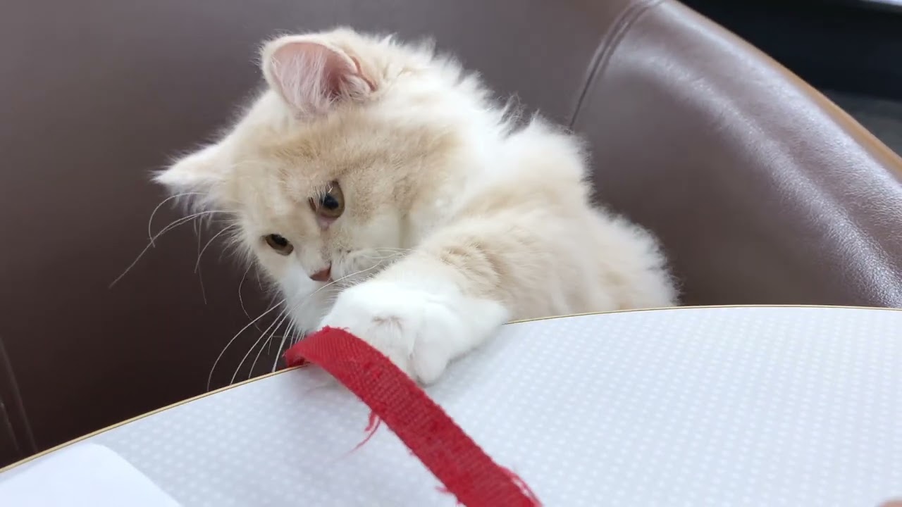 【ペットショッマルワン板橋志村坂下店】テーブルの上が気になるミヌエットちゃん。