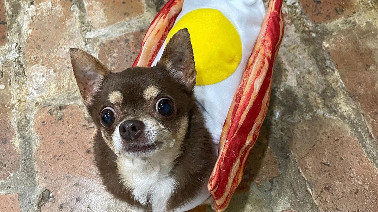 She Took in a Chihuahua With Attitude and Everything Changed