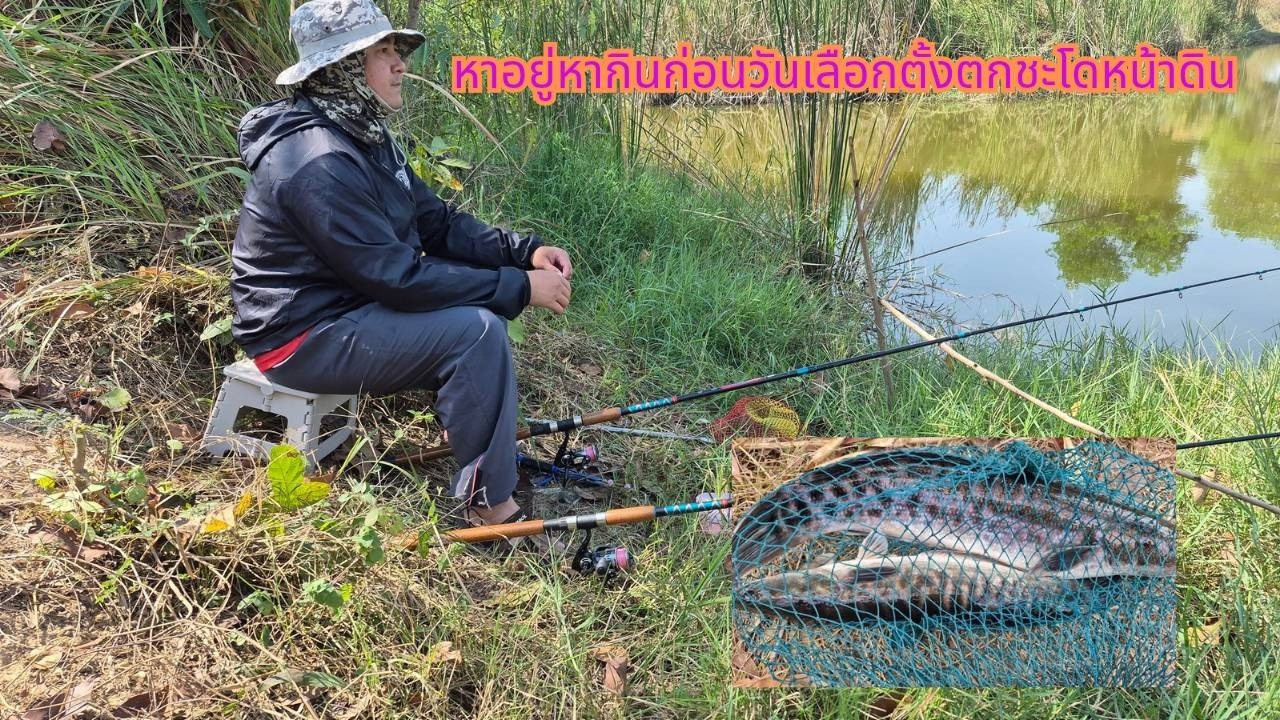 หาอยู่หากินก่อนไปเลือกตั้งตกปลาชะโดหน้าดิน EP.41