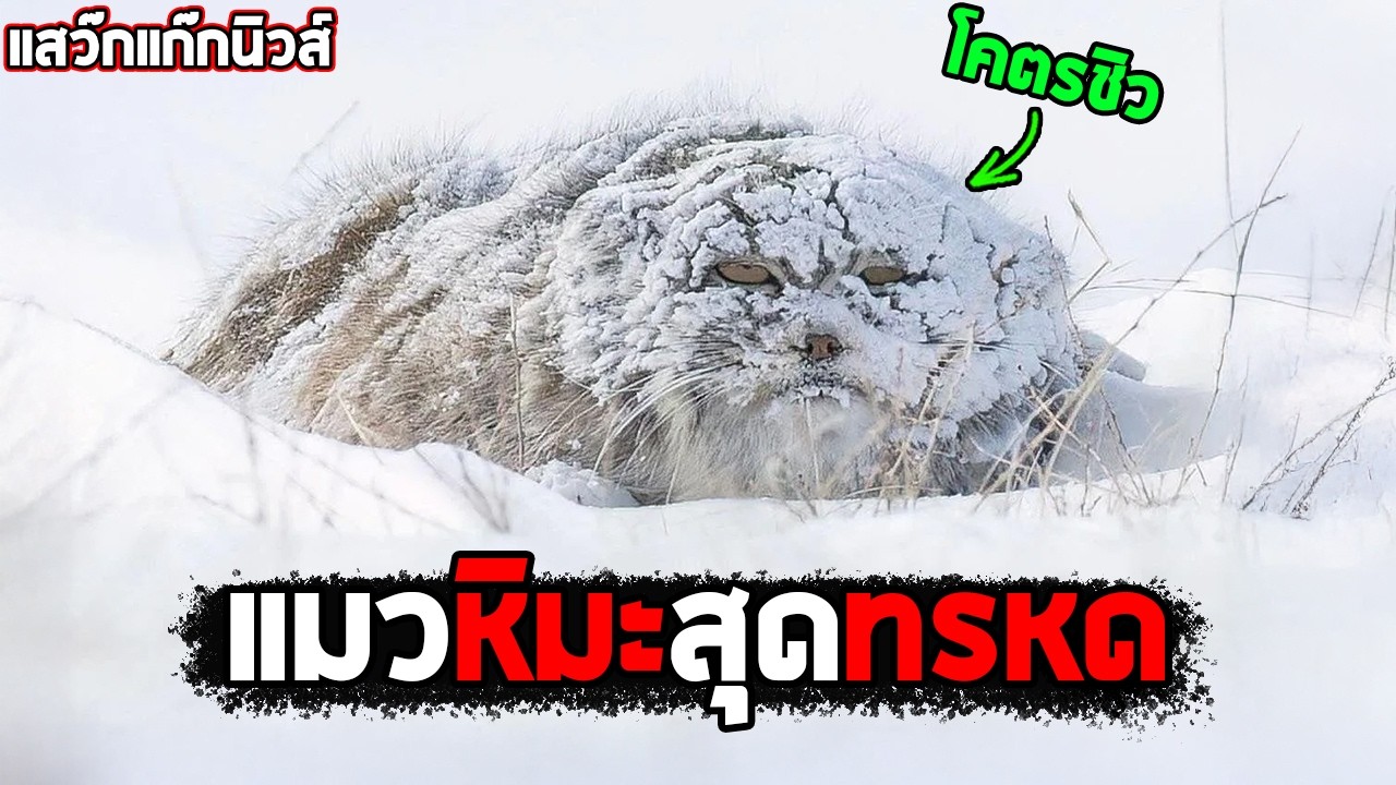 แมวที่ทนความหนาวเย็นได้มากที่สุดในโลก  #แสว๊กแก๊กนิวส์