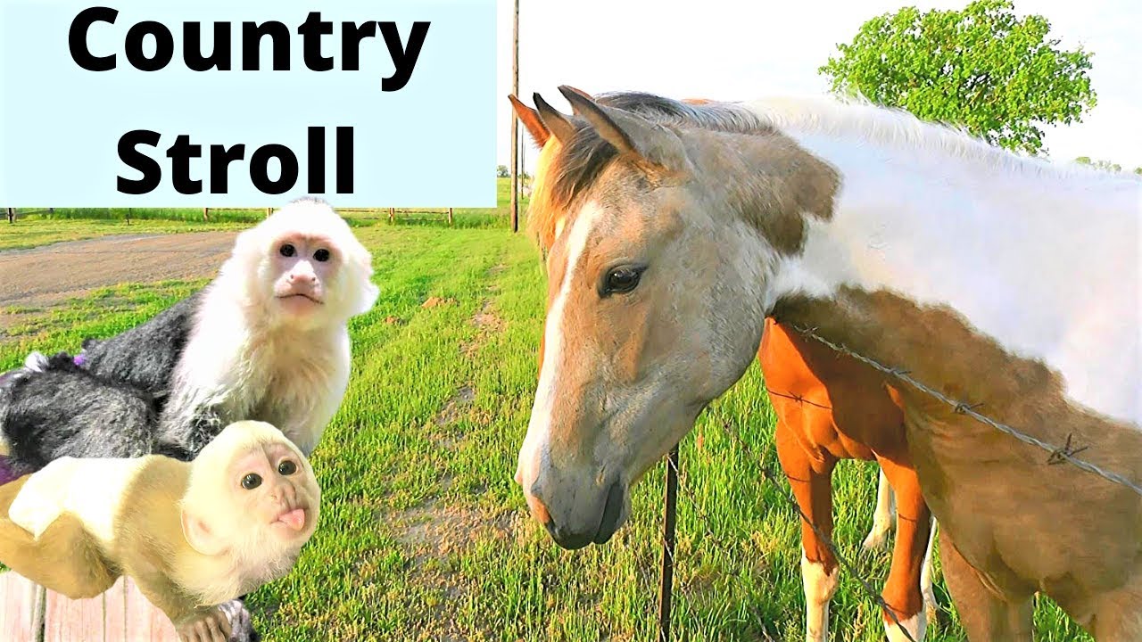 Beautiful Morning For a Walk With my 2 Baby Monkeys | Capuchin Monkey | Pet Monkey