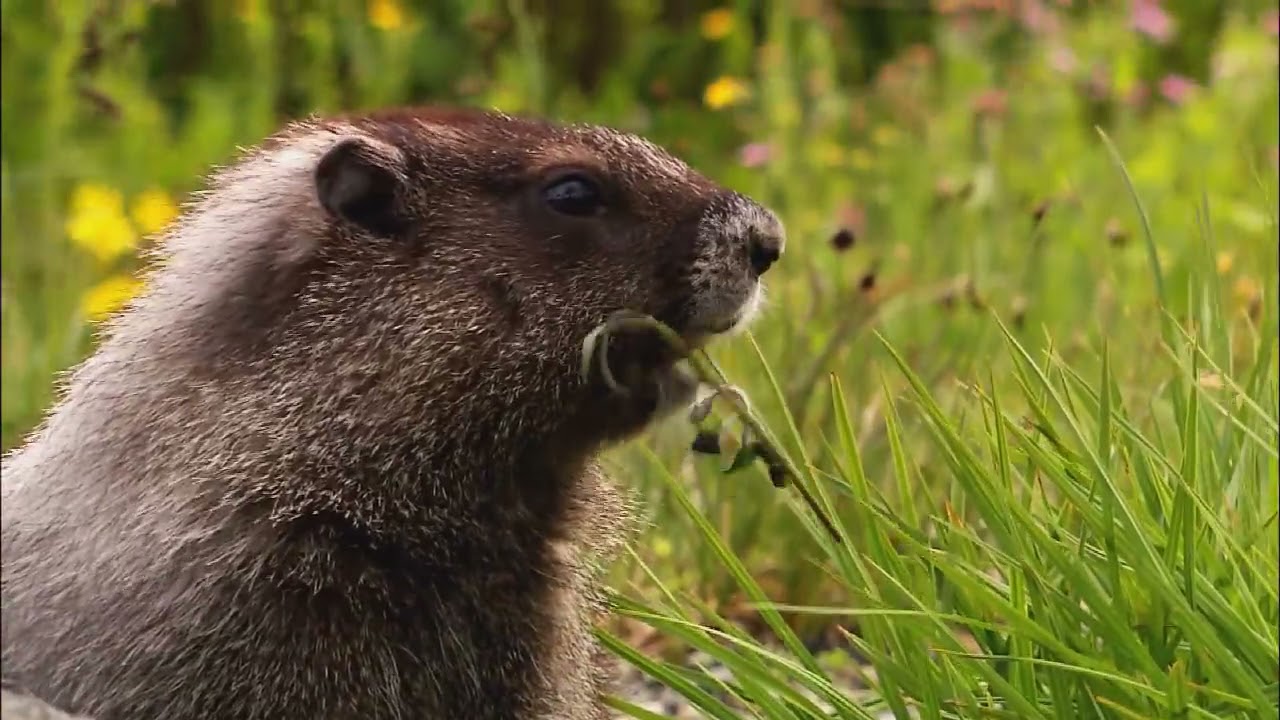 Amazing Animal Video 30 seconds long video in laptop