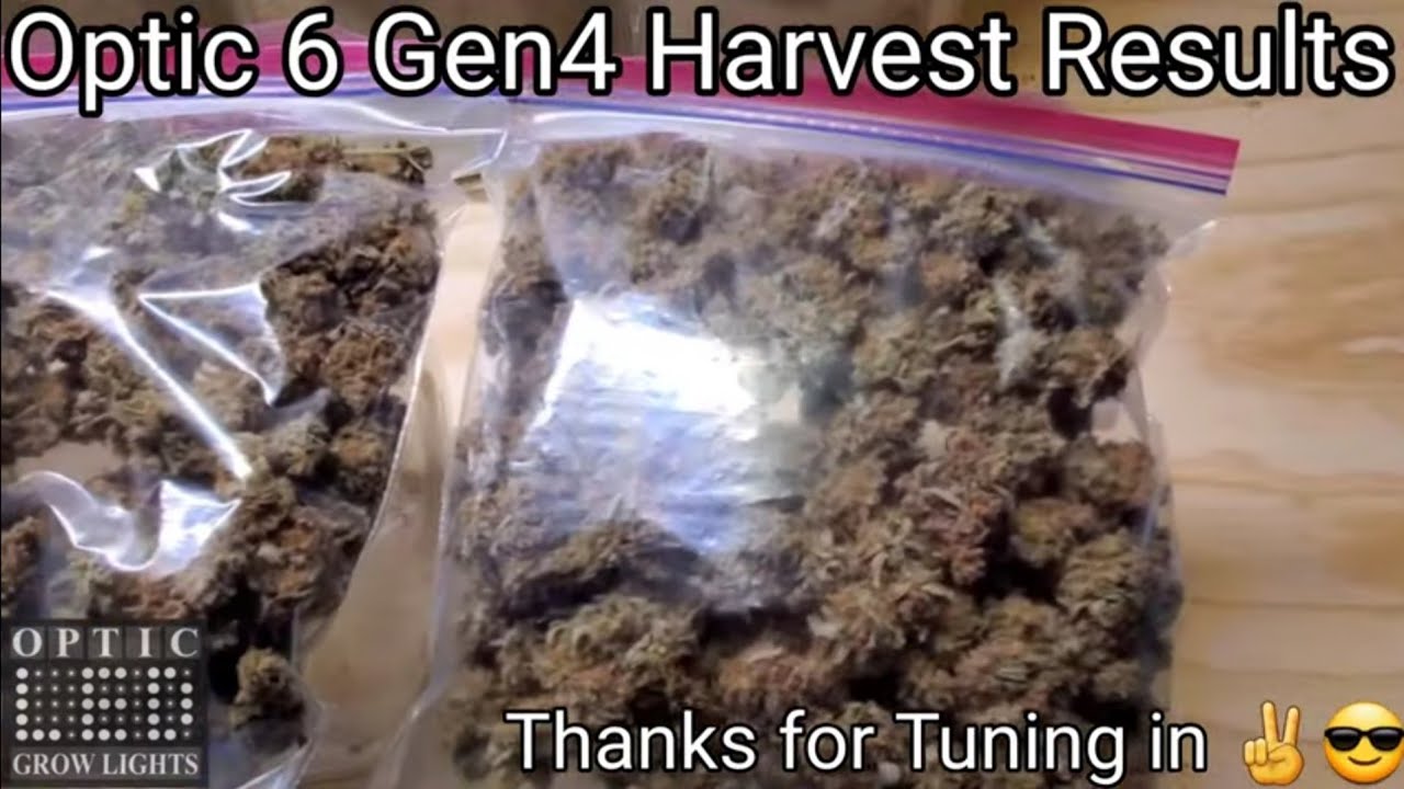 Optic 6 Gen4 LED Harvest Results - Single Plant Grow - Weighing the buds