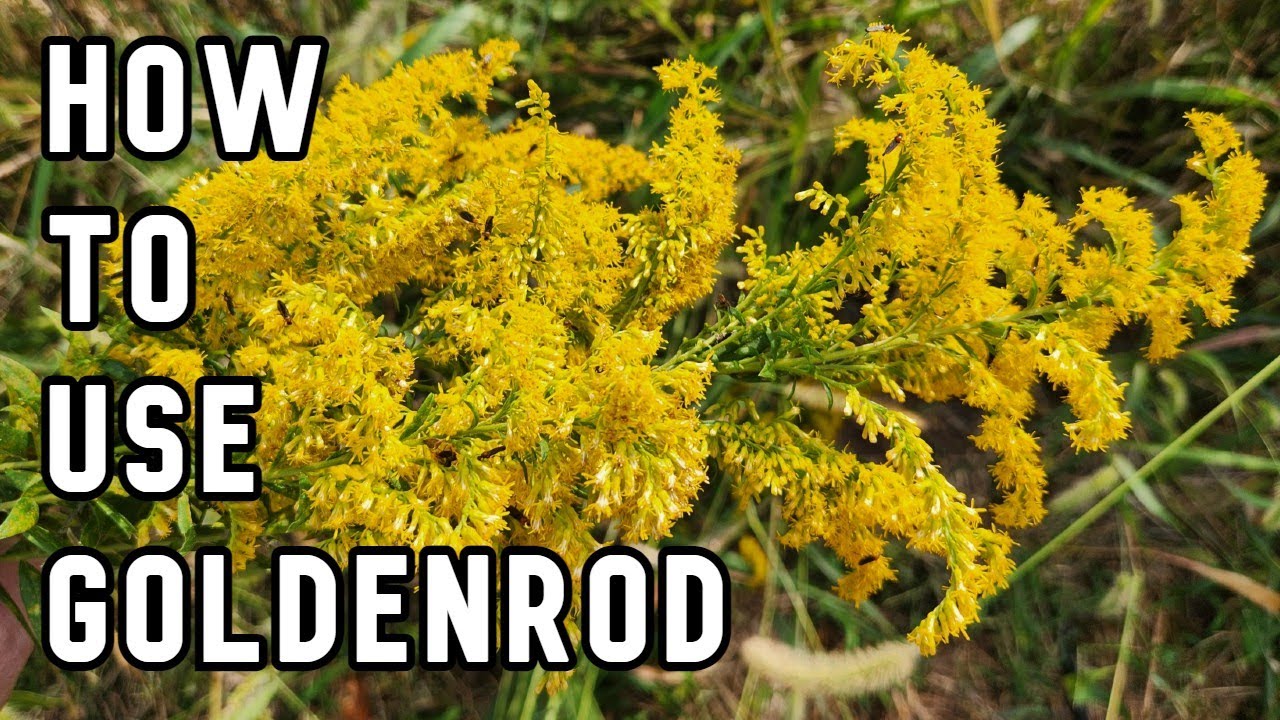 How to make goldenrod tea and other goldenrod plant uses