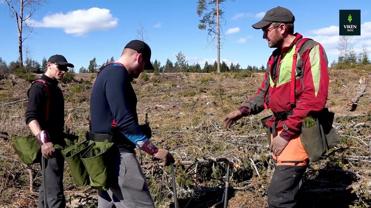 Viken Skog rekrutterer nordmenn til å plante