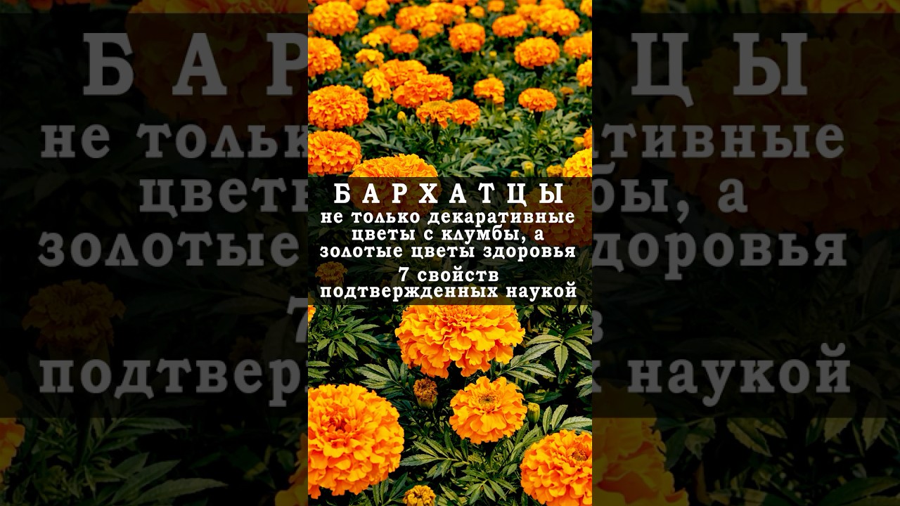 Бархатцы. Растение с клумбы, которое обладает мощными лечебными свойствами.