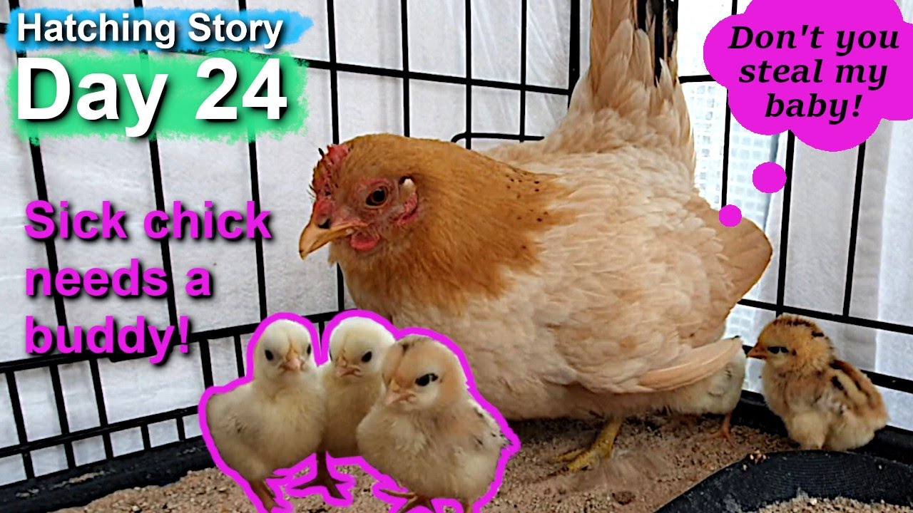 Pet Hen Hatching Tiny Chicks Day 24: Separating Broody Hens And Chicks. How Will They React?