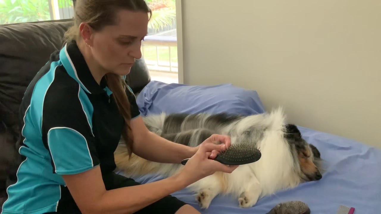 LINE GROOMING PART 1! HOW TO GROOM YOUR SHELTIE, SHETLAND SHEEPDOG OR DOUBLE-COATED BREEDS.