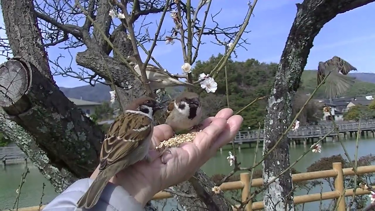 咲き残りの白梅の花をバックに手に来る雀達 20260317 6 （天満宮）