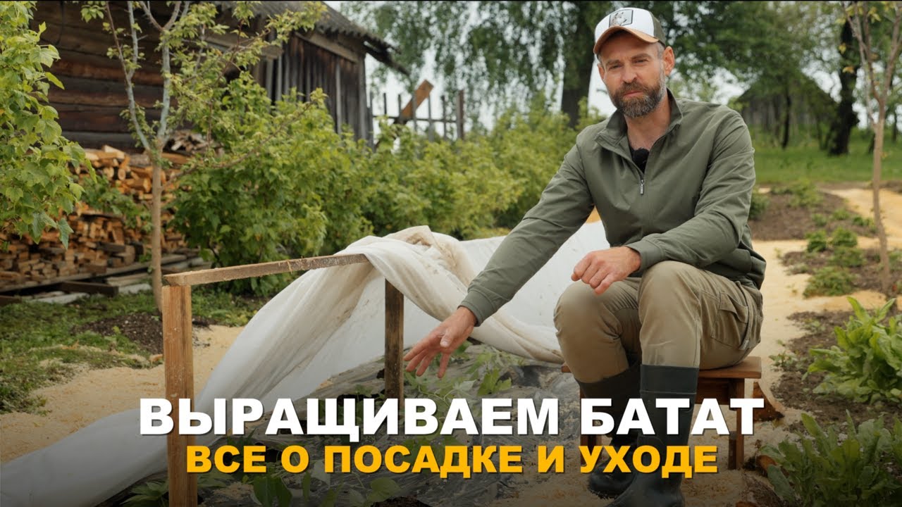 КОРНЕПЛОД, БОГАТЫЙ ВИТАМИНАМИ И МИНЕРАЛАМИ. Нюансы посадки и выращивания батата.