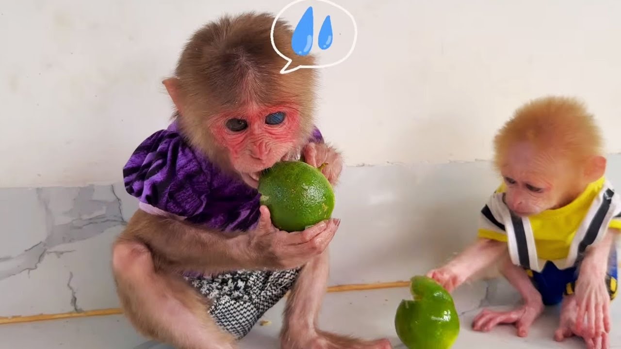 Kyo & BuNa Sneakily Try Dad’s Lemon — Their Reaction Is HILARIOUS 🤣🍋🐒