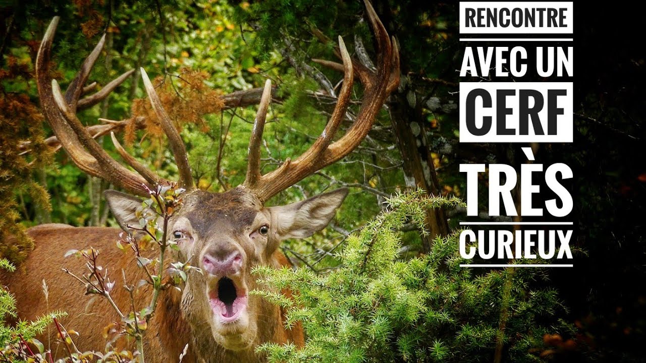 RENCONTRE EXTRAORDINAIRE AVEC UN CERF