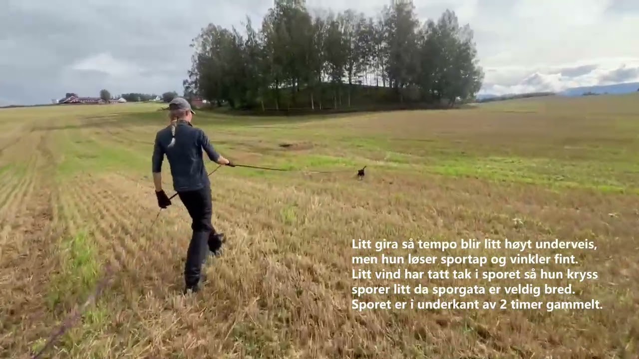 Tysk Jaktterrieren Alti går spor (5 måneder gammel)