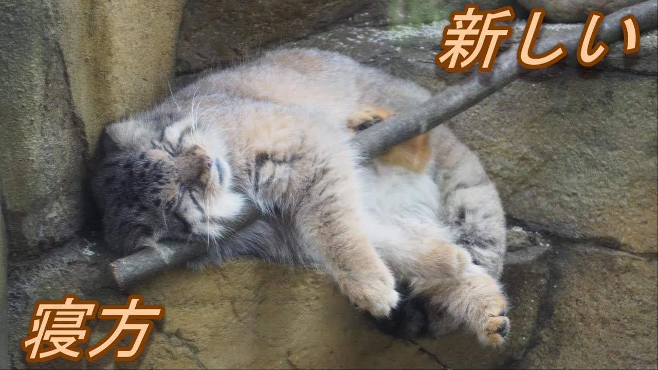 ボルの寝相コレクション Collections of sleeping posture