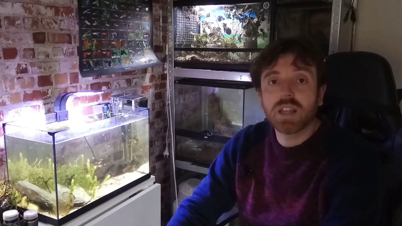 Los MICROORGANISMOS más INCREÍBLES que verás nunca en el acuario.