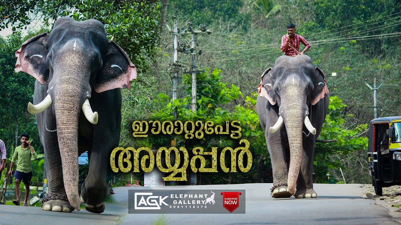 ഐരാവതസമന്റെ വഴിയടികാഴ്ച  |ഈരാറ്റുപേട്ട അയ്യപ്പൻ | Erattupetta Ayyappan