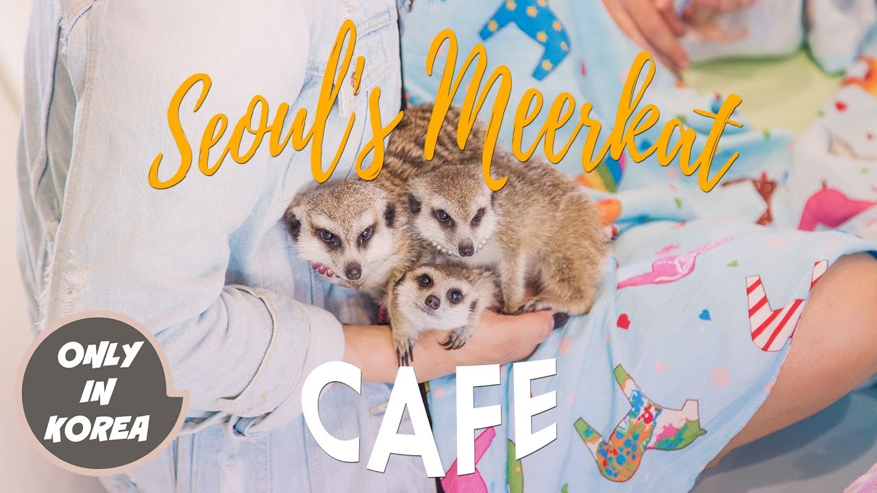 Only in Korea - Seoul's Meerkat Cafe!
