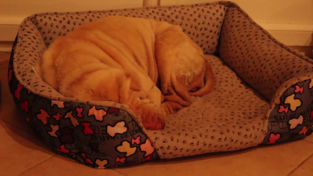 Hisis. Shar-Pe&iuml; Cr&egrave;me Dilu&eacute;e