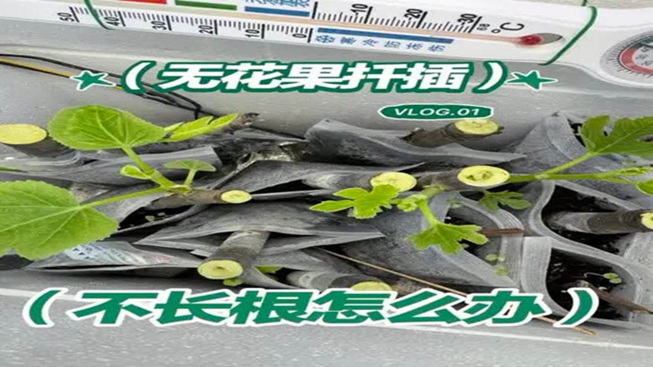 无花果枝条扦插，上面叶片长出来了，不长根怎么办？ 