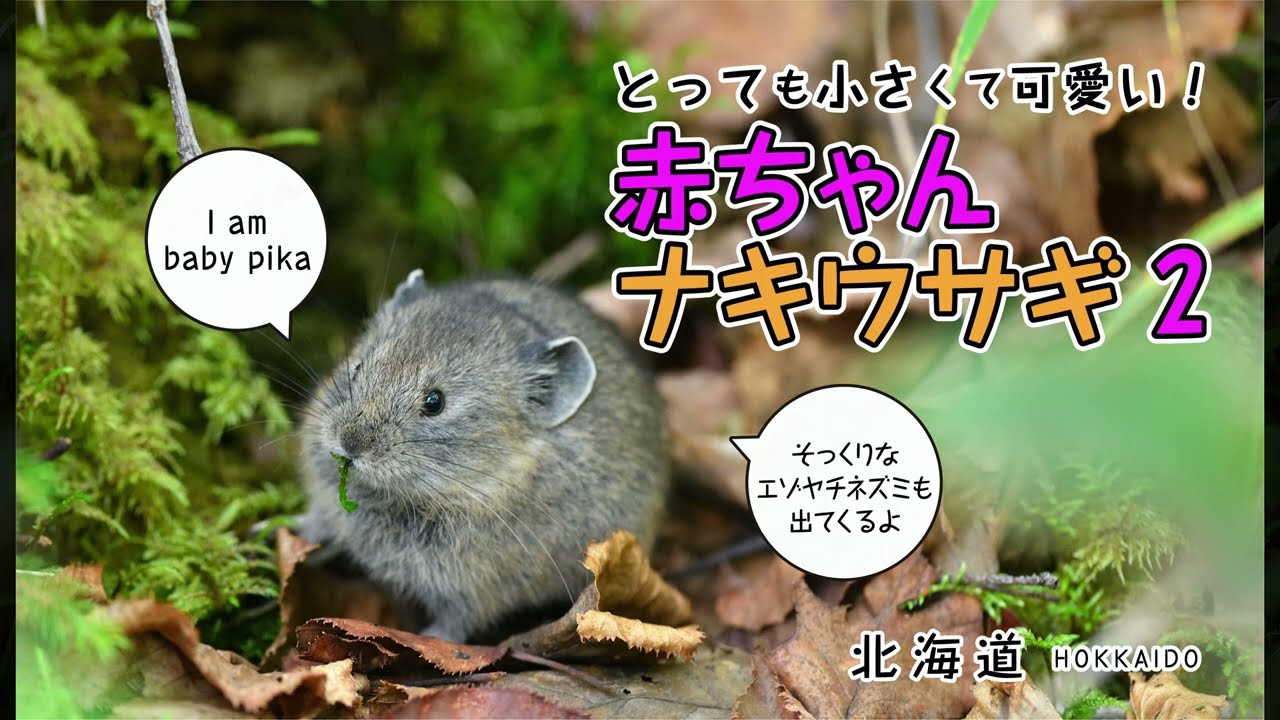 とっても小さくて可愛い！【赤ちゃんナキウサギ】2　エゾヤチネズミも出てくるよ　4K　baby pika
