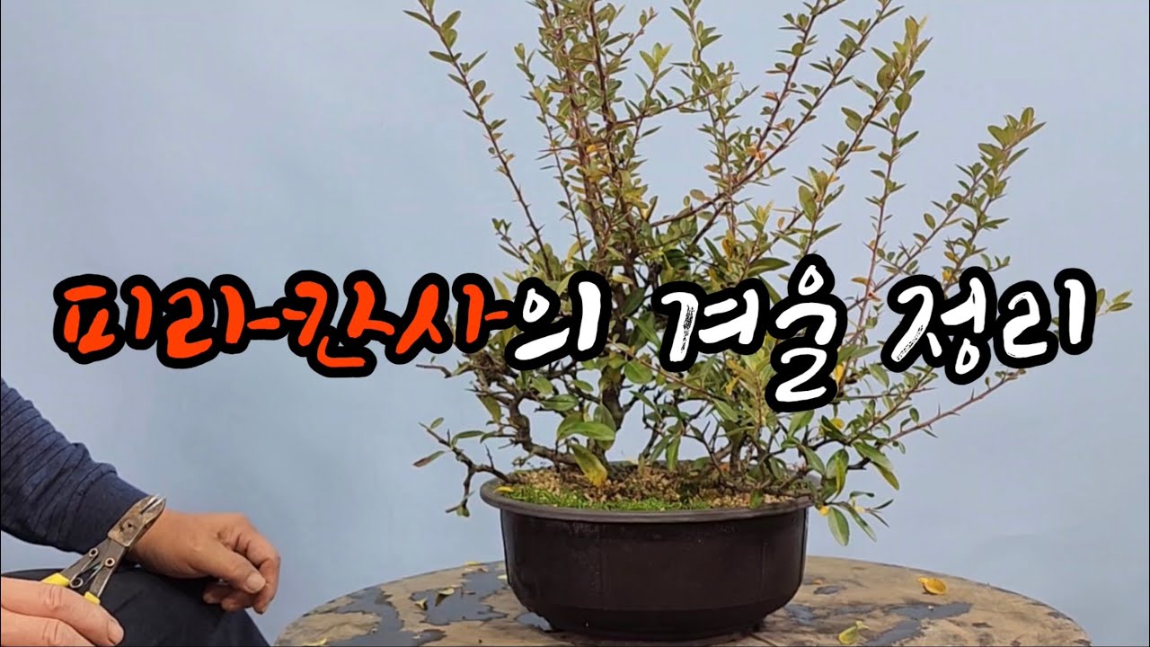 분재관리 350강 피라칸사의 겨울 정리