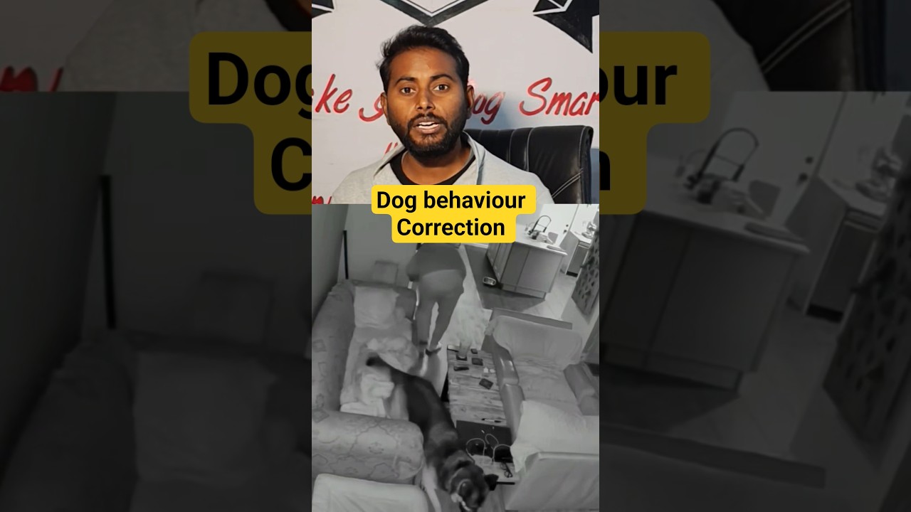 How to correct a dog behaviour 