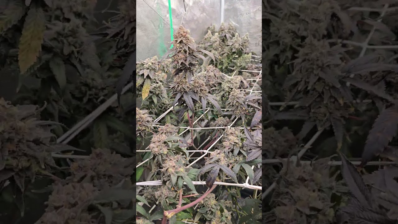 6 Strain 4x4 Grow One More Week to Harvest #zpstrains
