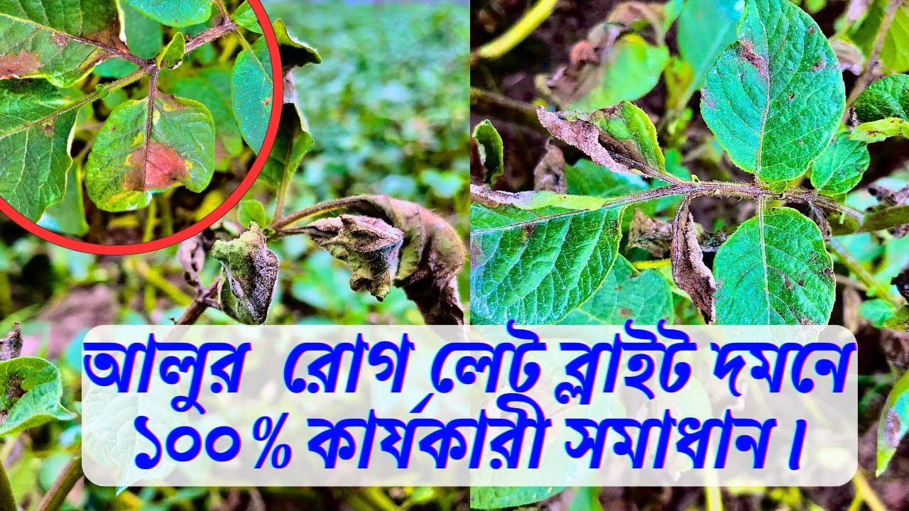 আলুর সবচেয়ে ক্ষতিকর রোগ লেট ব্লাইট দমনে  করনীয় | How to control Late blight of potato