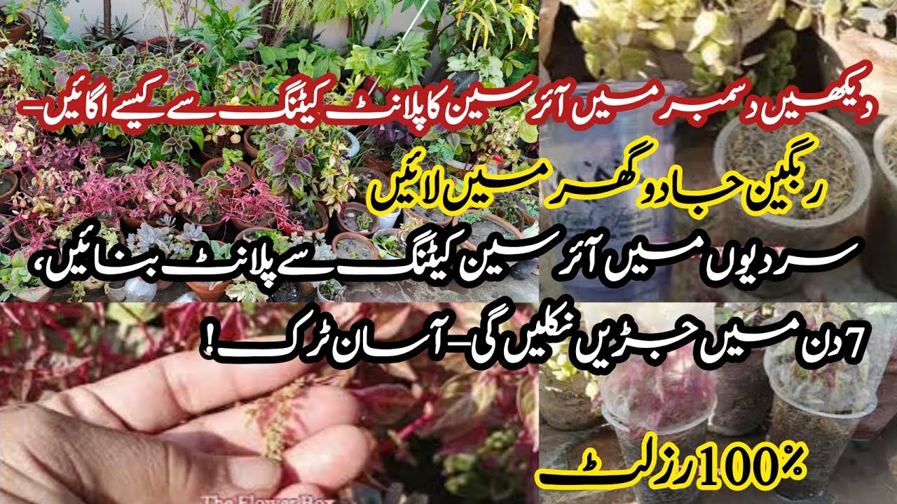 How To Grow Permanent Plant iresin From Cutting In December Grow plants by cutting #TheFlowerBox