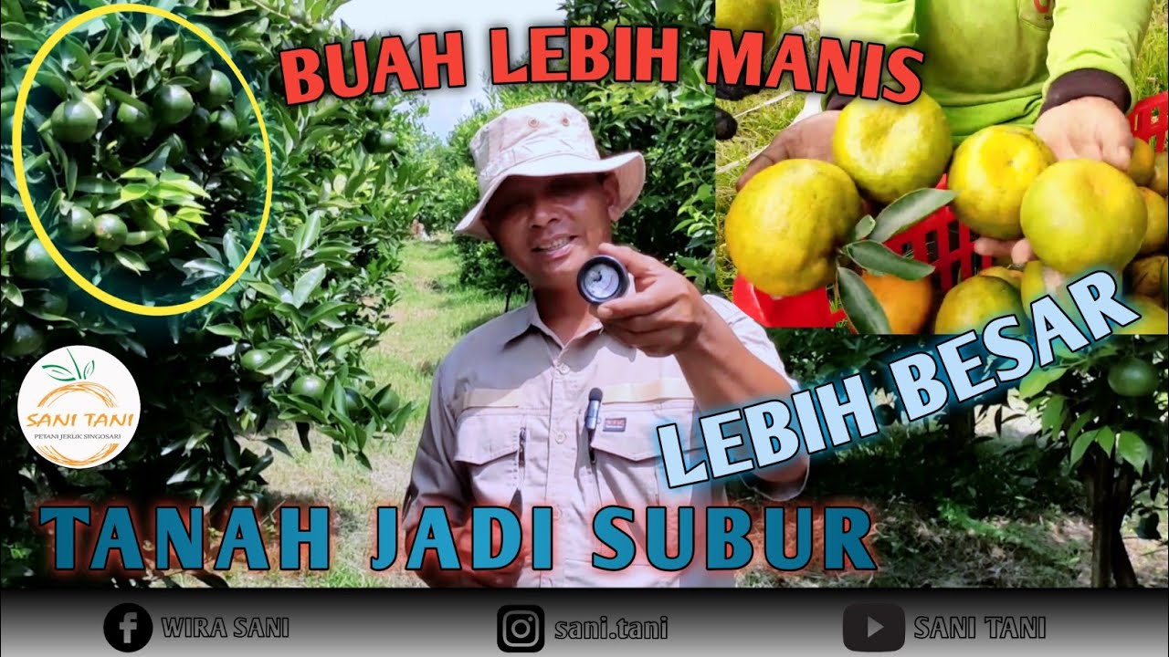 MEMPERBAIKI TANAH DAN MENAMBAH MANIS BUAH JERUK