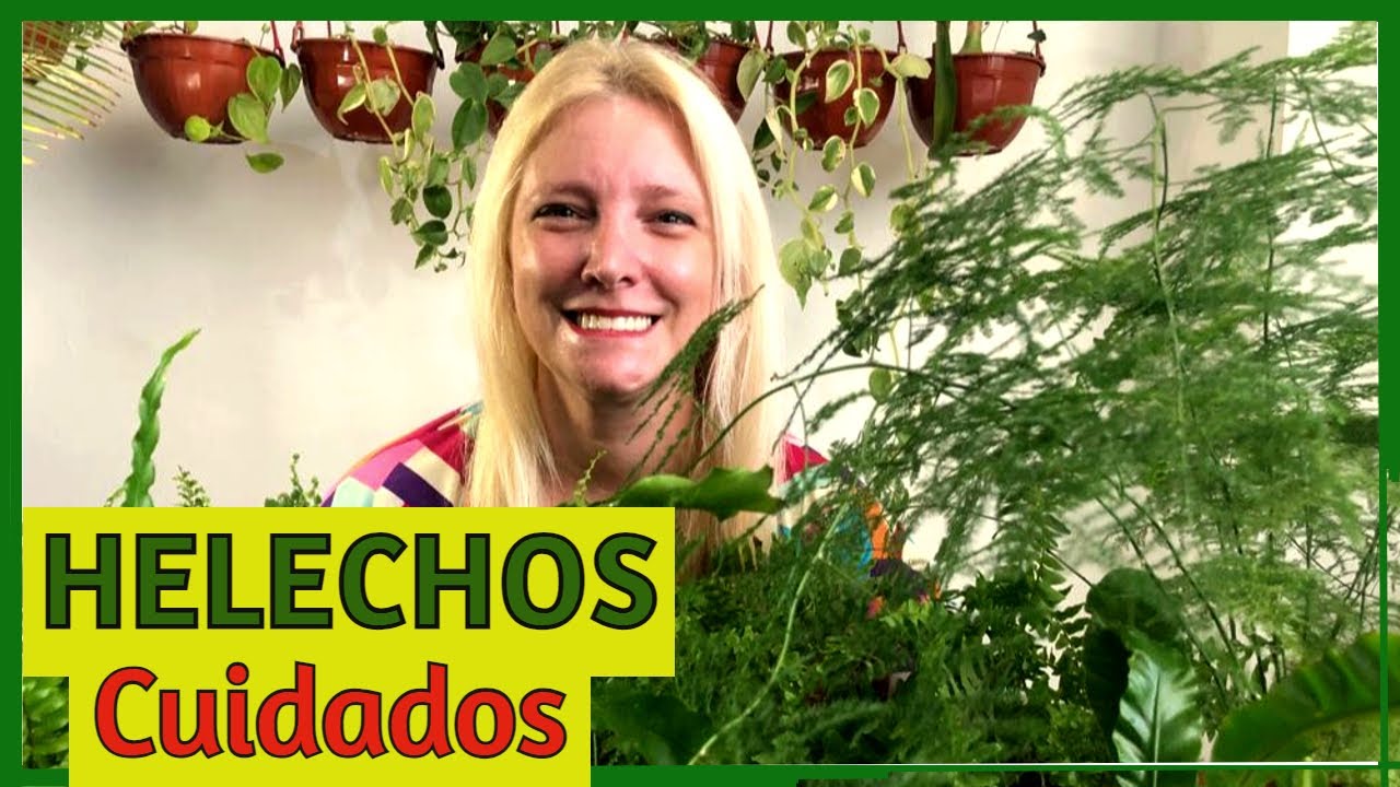 Cuidado de Helechos / Mantenimiento de helechos @Verónica Campanini Plantas​