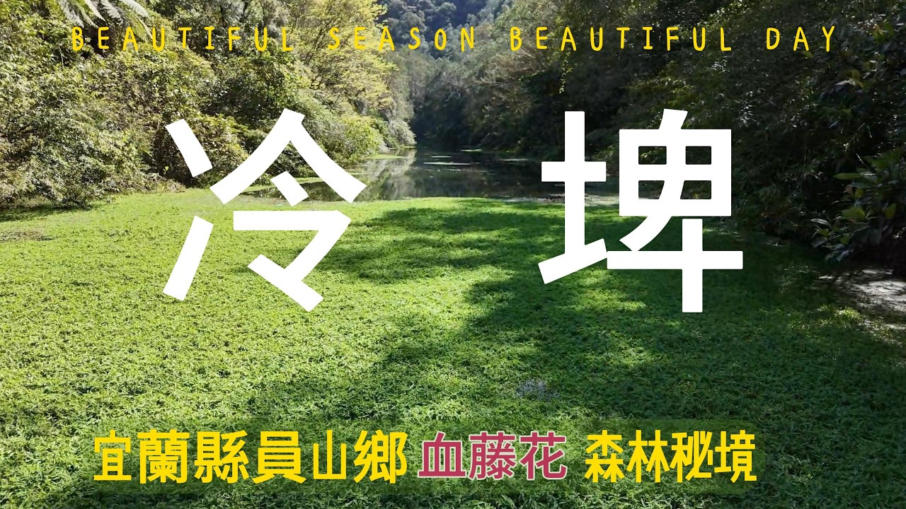 宜蘭員山秘境冷埤林道｜終點幽靜冷埤 ，途中遇見滿開血藤花