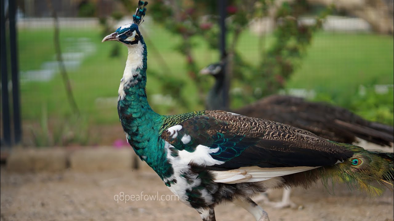 Rare peacocks farm livestream 18