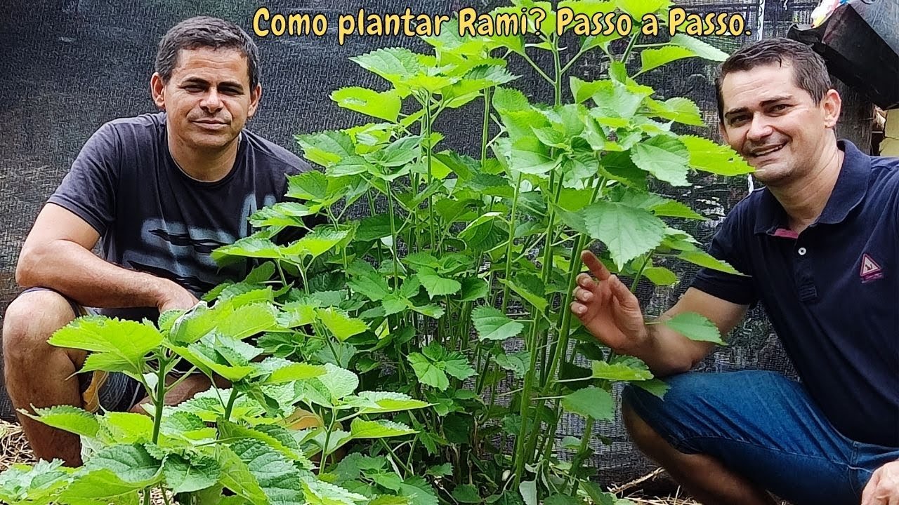 Como plantar Rami? passo a passo