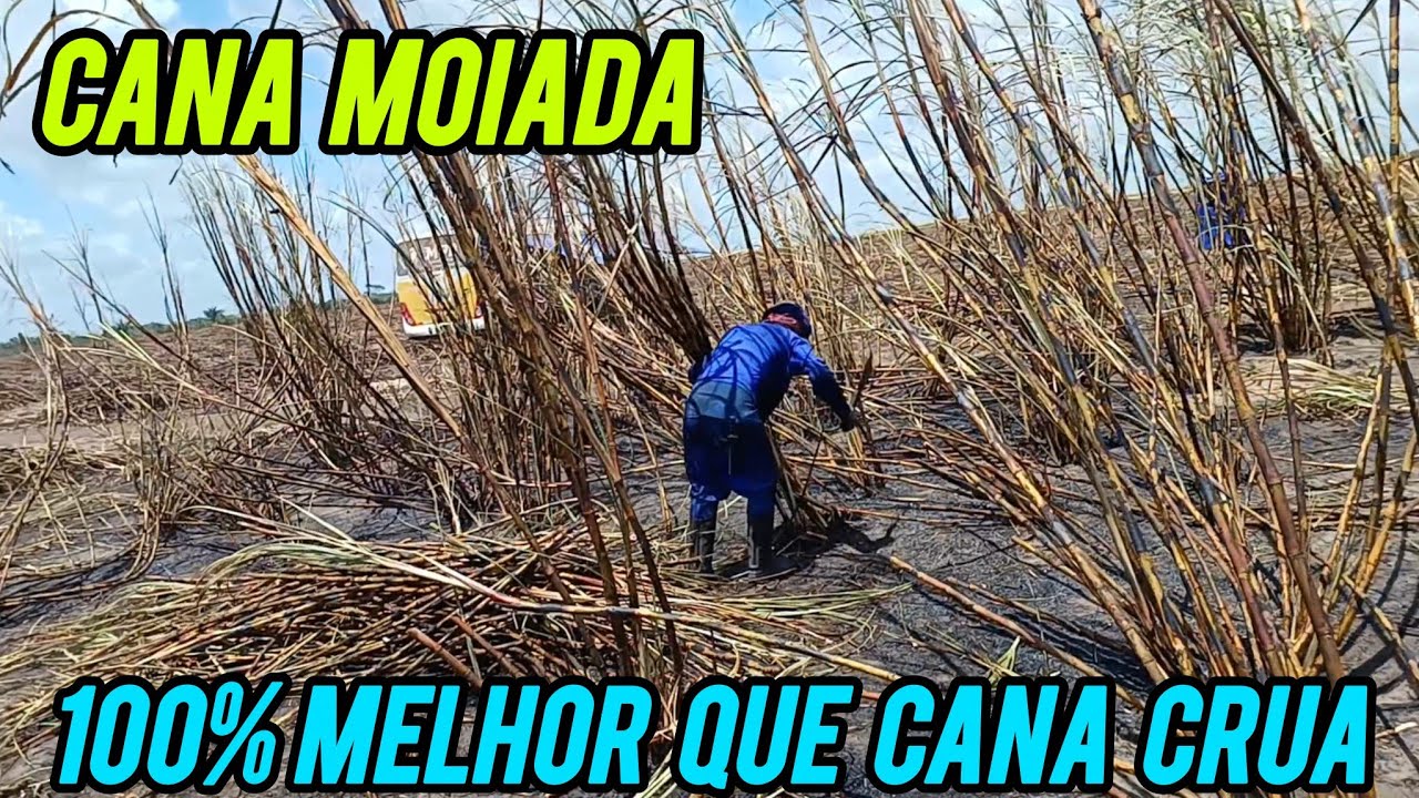 CANA MOIADA, MELHOR QUE CANA CRUA 100%