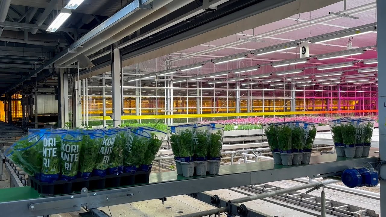 MGS Conveyor Belts